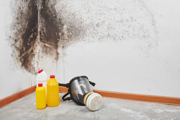Mold Removal and Inspection in Geneva, NY