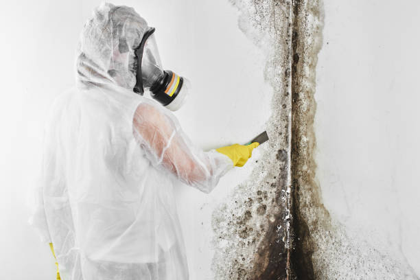 Best Certified Mold Removal  in Geneva, NY
