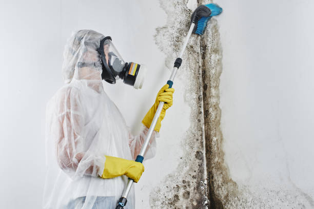 Best Mold Damage Repair  in Geneva, NY