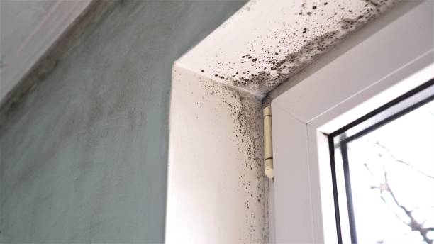 Best Crawl Space Mold Removal  in Geneva, NY