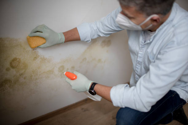 Best Mold Inspection  in Geneva, NY