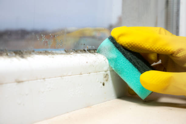 Best Toxic Mold Removal  in Geneva, NY