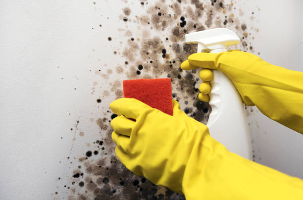 Best Mold Remediation Experts  in Geneva, NY