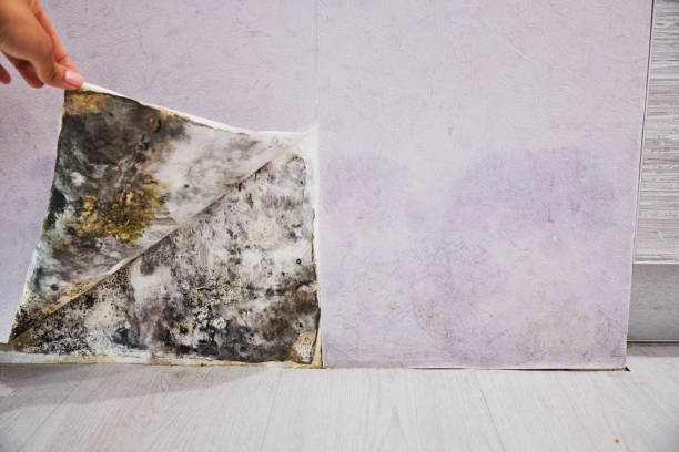 Best Black Mold Removal  in Geneva, NY